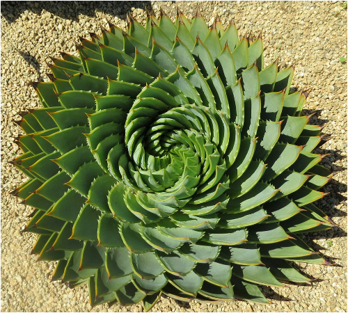 "Aloe Polyphylla - världens vackraste Aloe